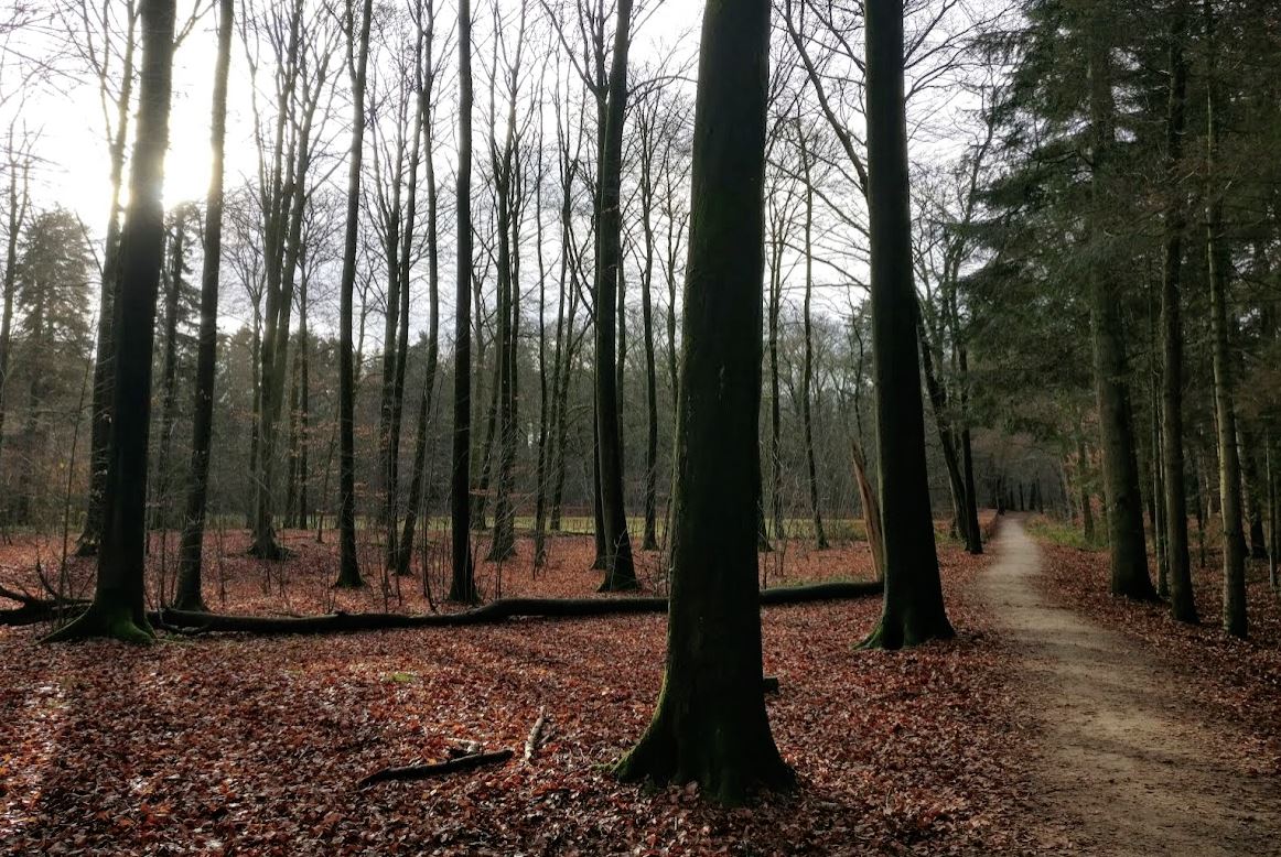 walks in the forest december 2018