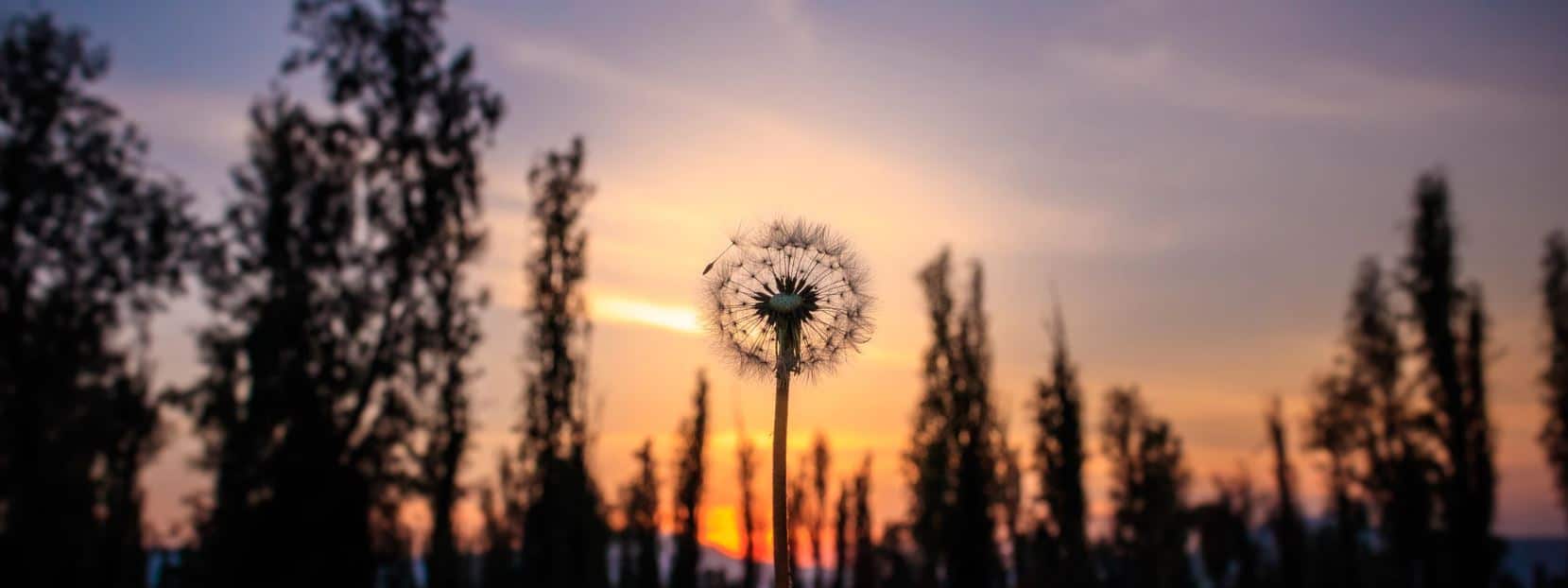 find your personal why in life find your personal why in life
