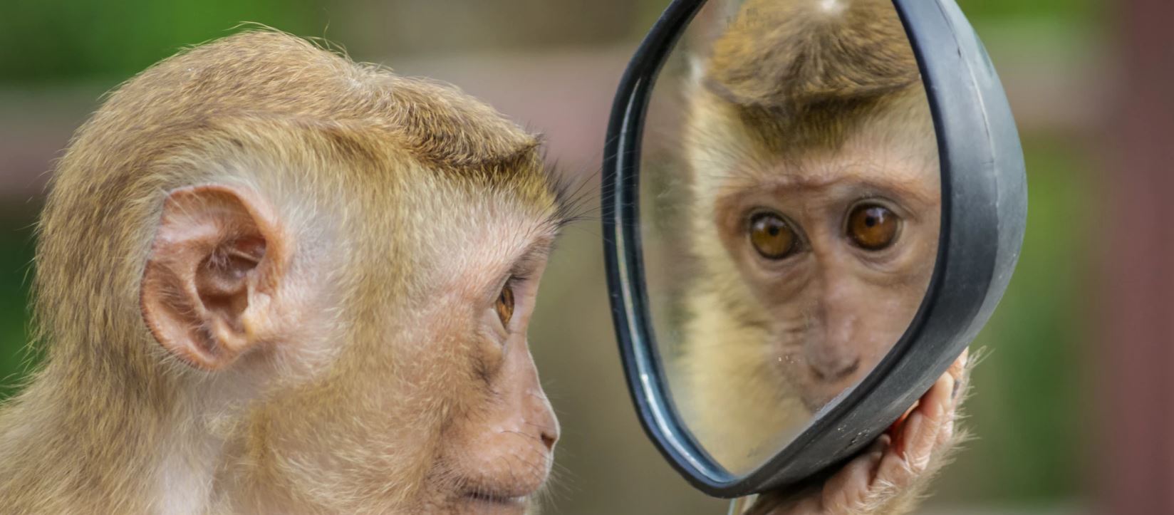 mirror monkey