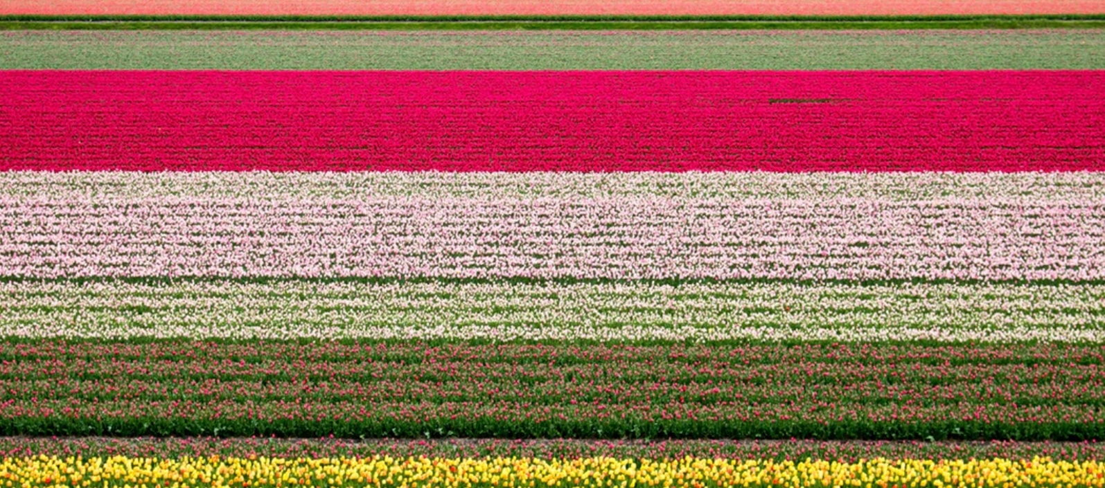 the beautiful dutch tullip fields a new thing to try
