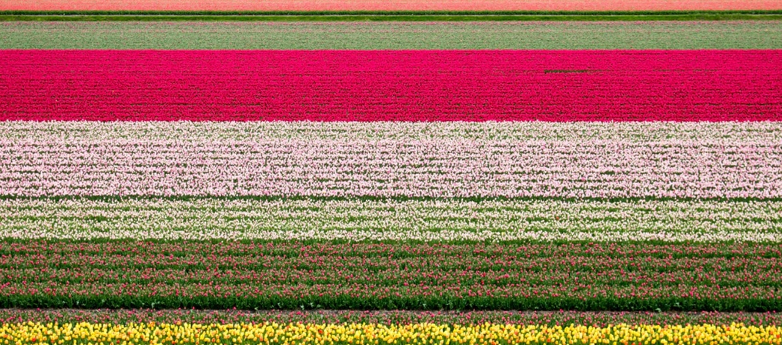 the beautiful dutch tullip fields a new thing to try