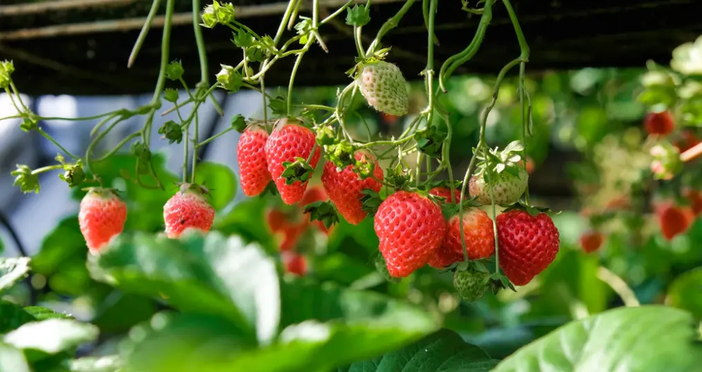 strawberry plants thankful for strawberry plants thankful for