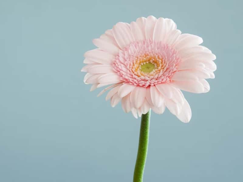 pink flower with simple background