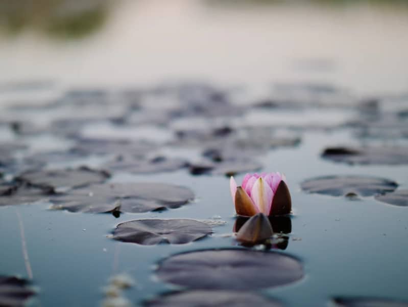 lily flower in water