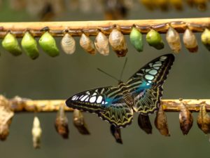 butterfly caterpillar change