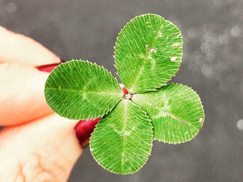four leaf clover luck