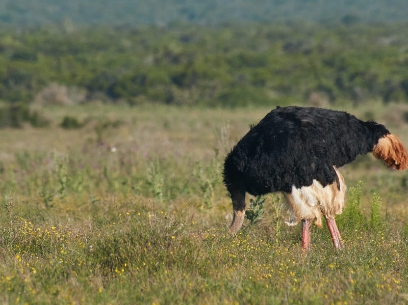 ostrich head under sand