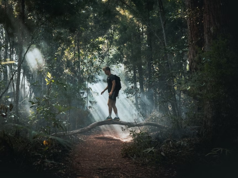 person walking in forest