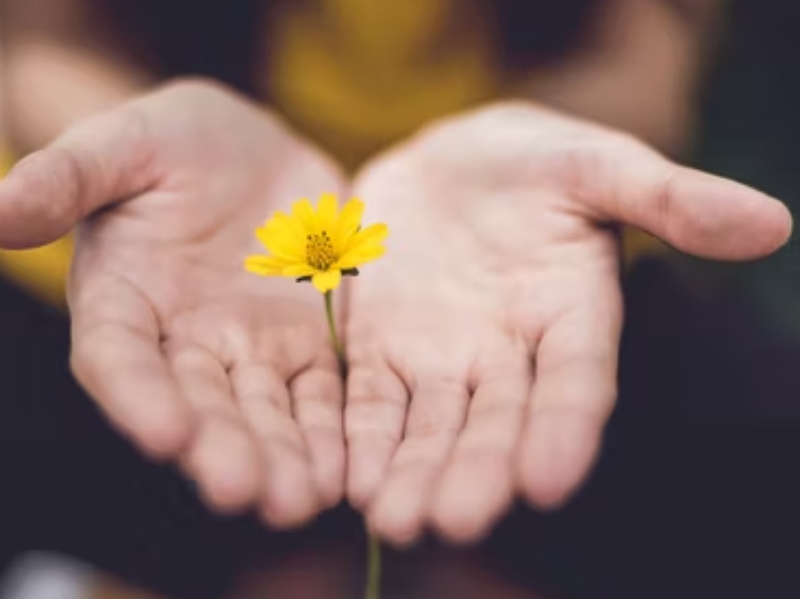 two hands holding up a flower