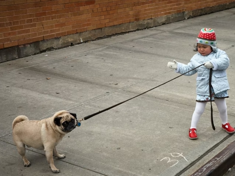 child pulling dog resistance