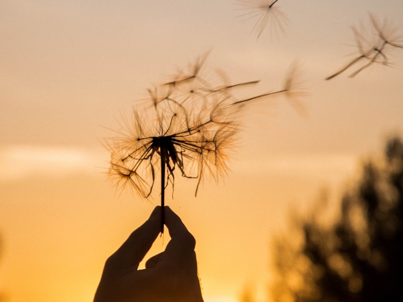 person blowing dandelion in sunset