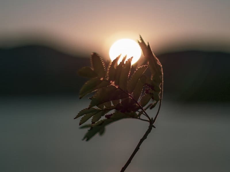 plant in front of sunset