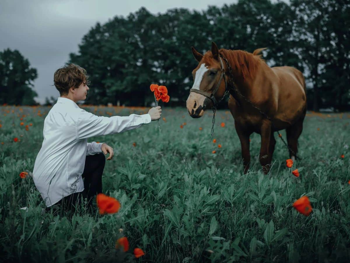 Photo of a Boy Giving Poppy Flowers to a Horse